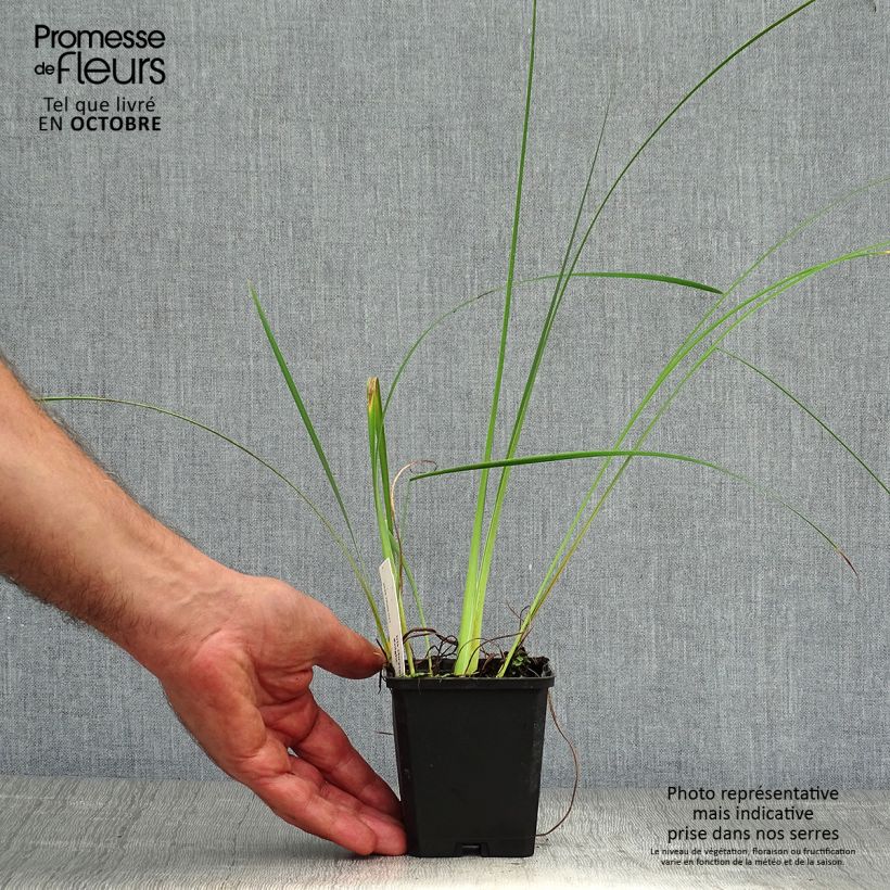 Amostra de Iris chrysographes Black Knight Vaso de 8/9 cm tal como entregue no outono