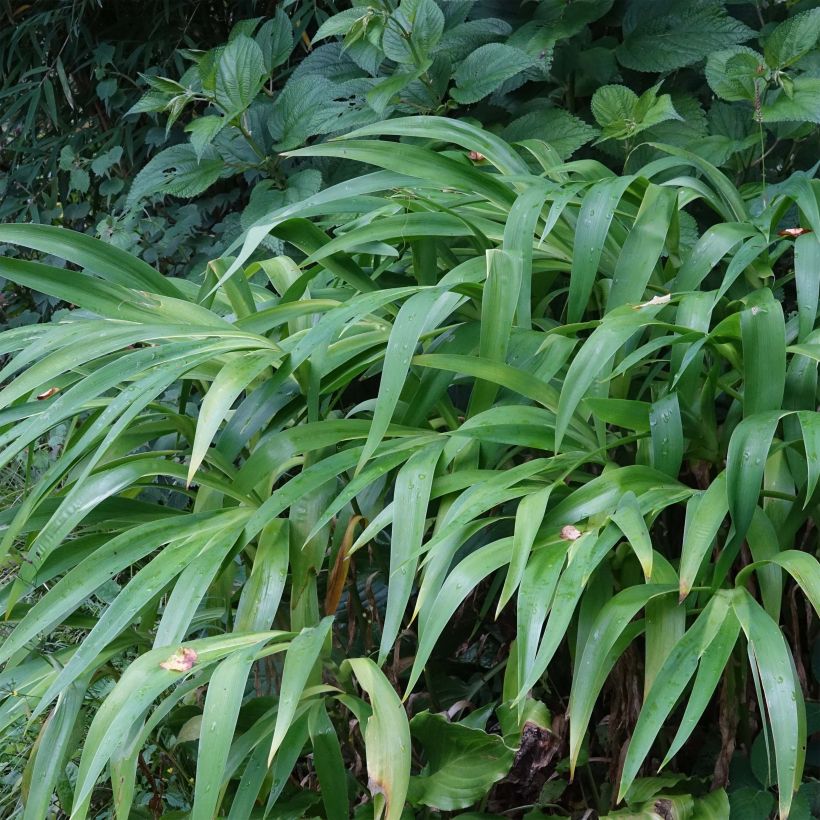 Iris confusa Martyn Rix (Folhagem)