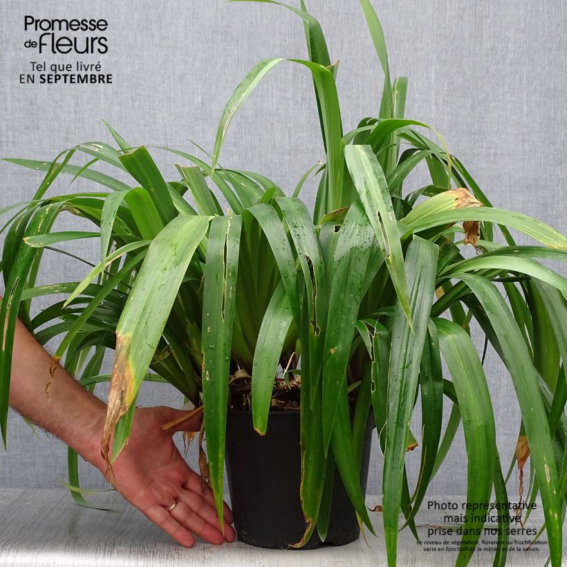 Amostra de Iris confusa Martyn Rix Vaso de 3 L/4 L tal como entregue no outono