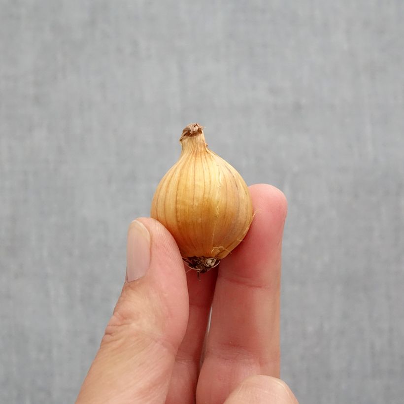 Amostra de Iris hollandica Apollo Bulbo Calibre 10+ tal como entregue no outono