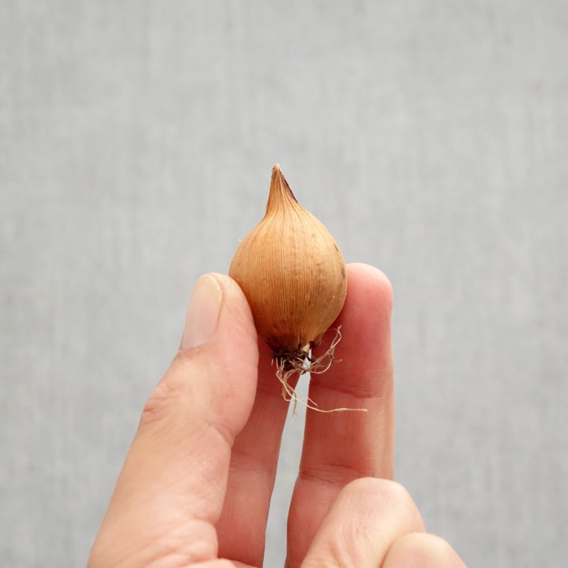 Amostra de Iris hollandica Blue Magic Bulbo Calibre 8 tal como entregue no outono