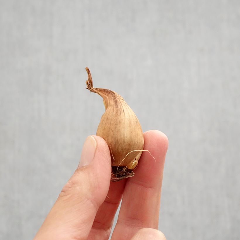 Amostra de Iris de Hollande Bronze Queen Bulbo size 8+ tal como entregue no outono