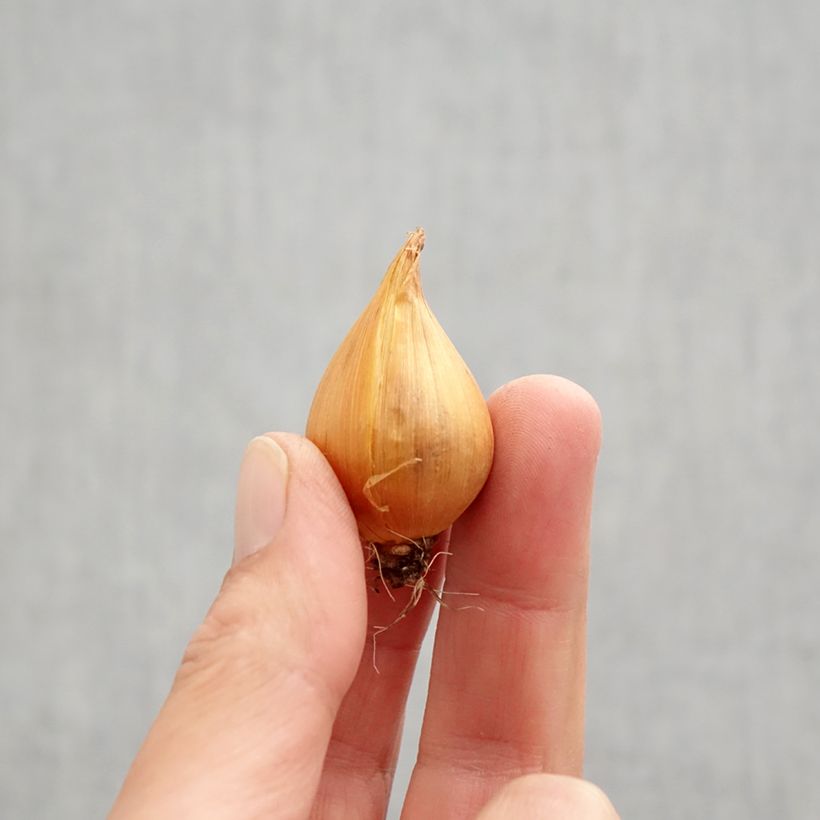 Amostra de Iris hollandica Mix Bulbo Calibre 9+ tal como entregue no outono