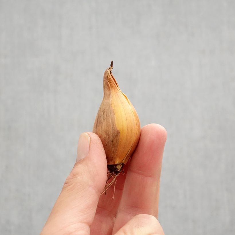 Amostra de Iris hollandica Frans Hals Bulbo Calibre 8+ tal como entregue no outono