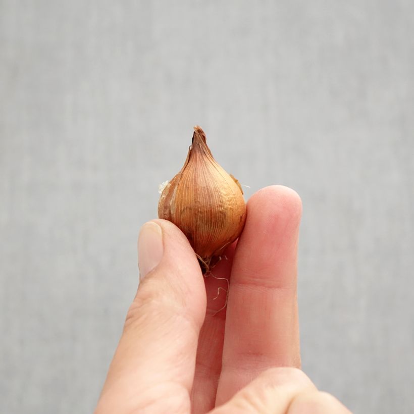 Amostra de Iris hollandica Lion King Bulbo Calibre 6+ tal como entregue no outono