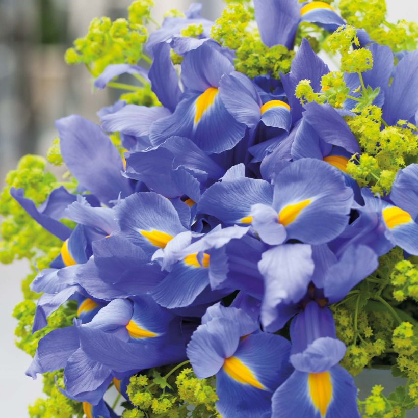 Iris hollandica Professor Blaauw (Floração)