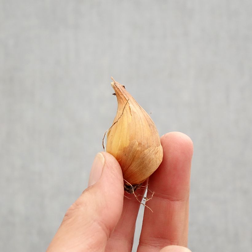 Amostra de Iris de Hollande Professor Blaauw Bulbo size 9 tal como entregue no outono