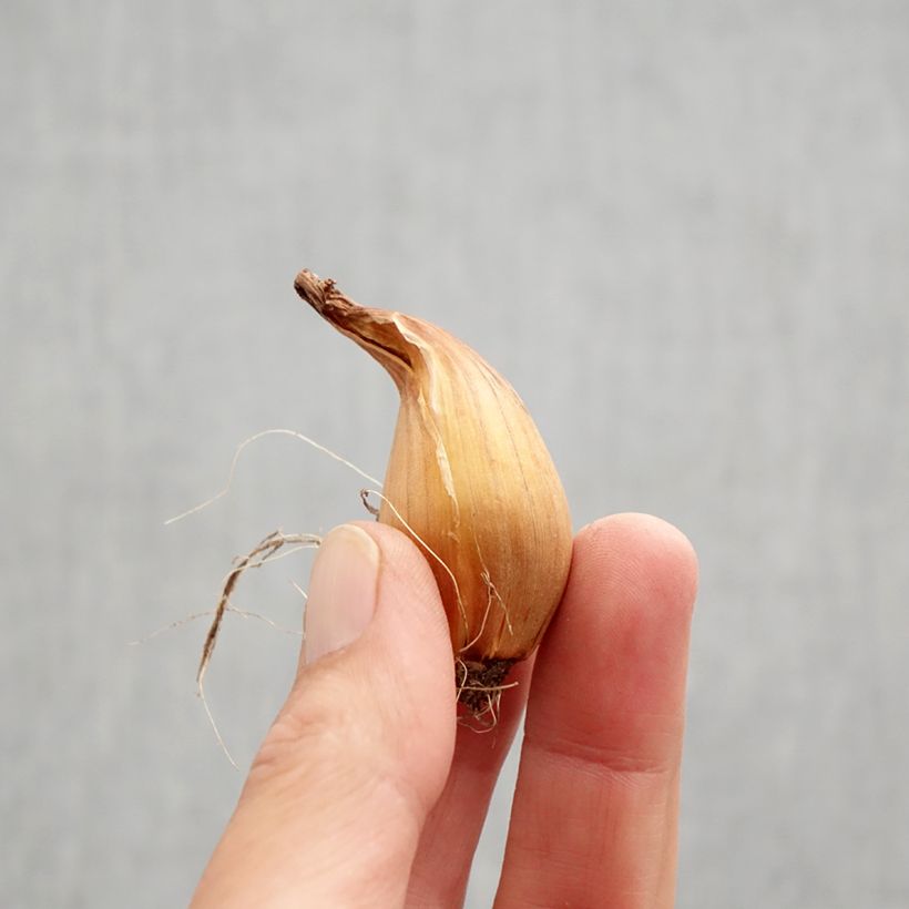 Amostra de Iris de Hollande Purple Sensation Bulbo size 7/8 tal como entregue no outono