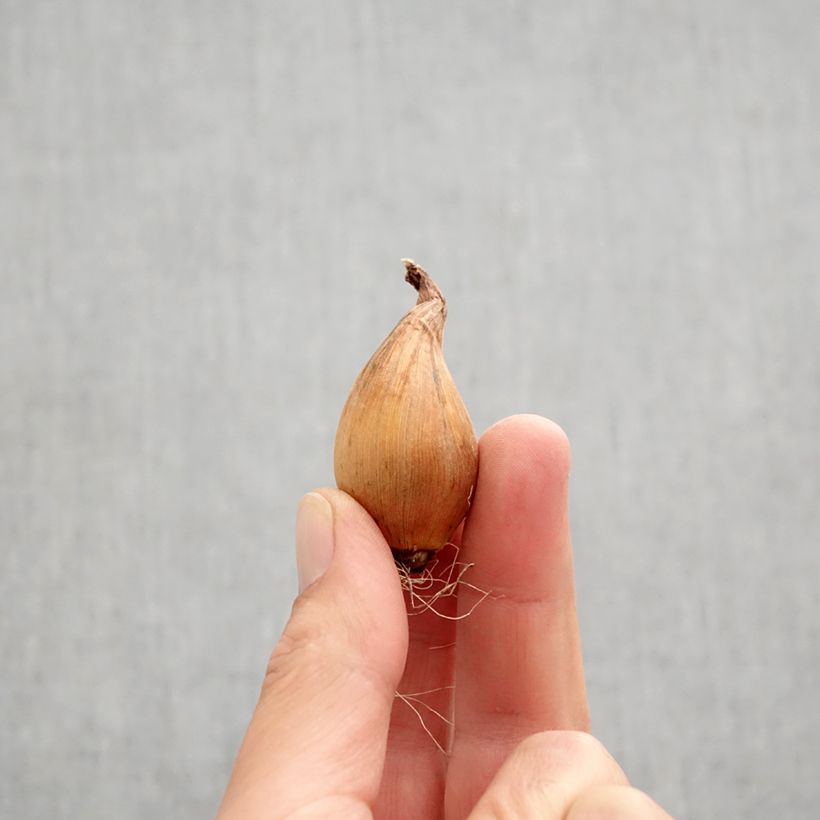 Amostra de Iris hollandica Sapphire Beauty Bulbo Calibre 8+ tal como entregue no outono