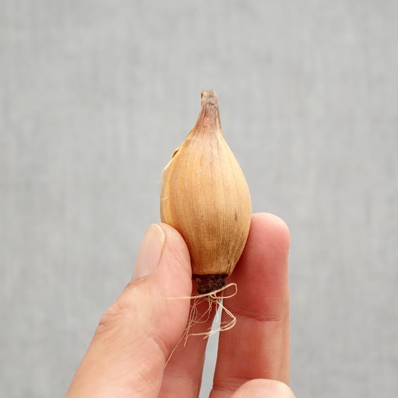 Amostra de Iris hollandica White Excelsior Bulbo Calibre 8+ tal como entregue no outono