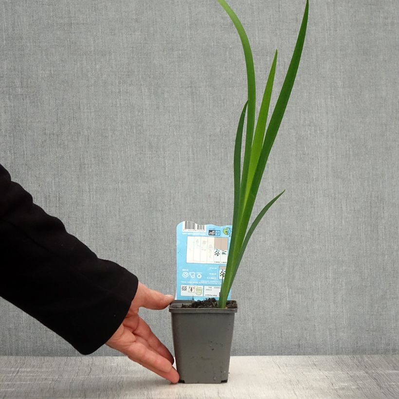 Amostra de Iris de Louisiane Ann Chowning - Iris louisiana Godet de 8/9 cm tal como entregue na primavera