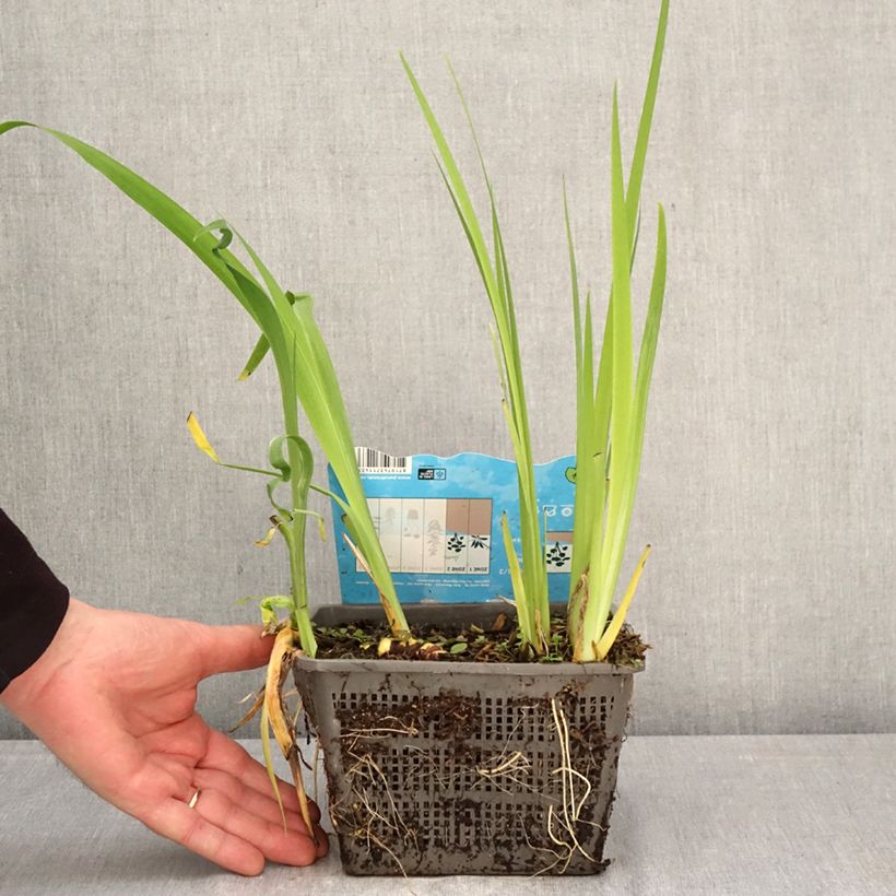 Amostra de Iris louisiana Ann Chowning Vaso de 1 L/1,5 L tal como entregue na primavera