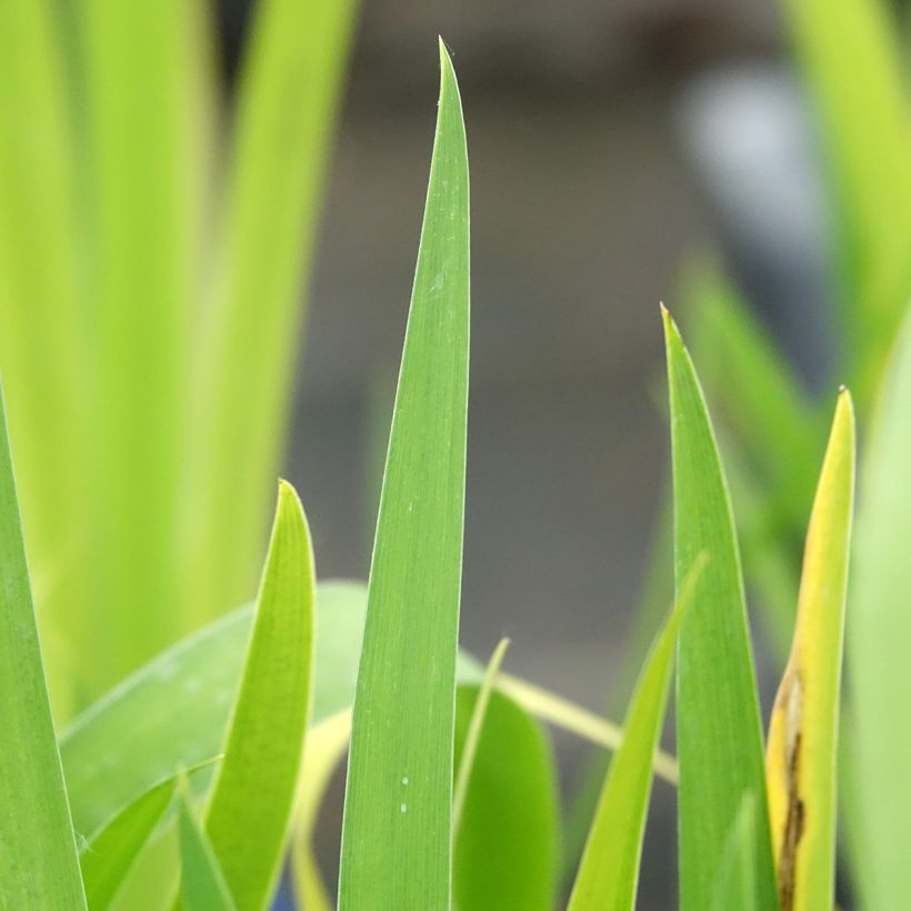 Iris louisiana Black Gamecock (Folhagem)