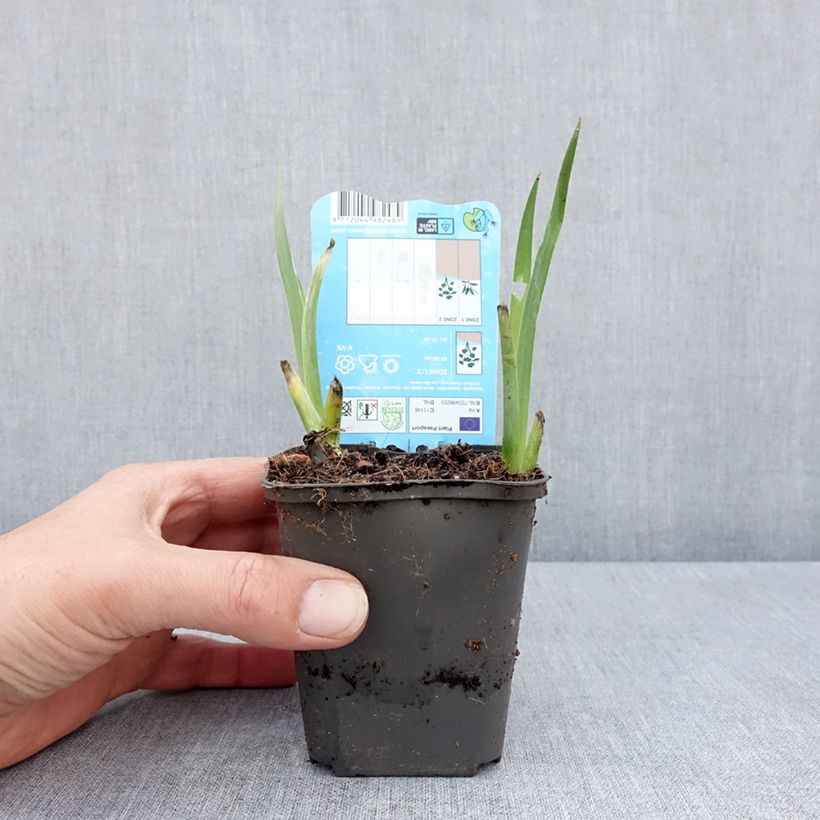 Amostra de Iris de Louisiane Black Gamecock - Iris louisiana Godet de 8/9 cm tal como entregue na primavera