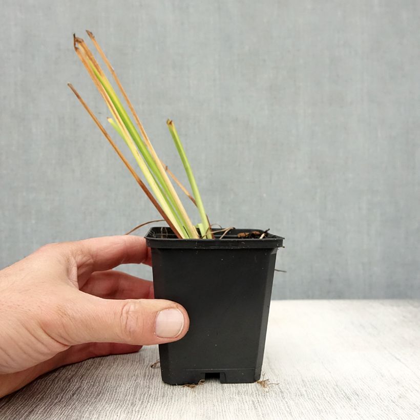 Amostra de Iris sibirica Blue King Vaso de 8/9 cm tal como entregue no outono