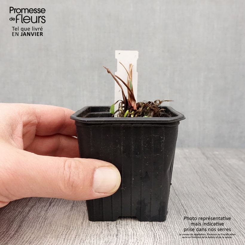 Amostra de Iris de Sibérie - Iris sibirica Blue Moon Vaso de 8/9 cm tal como entregue no inverno