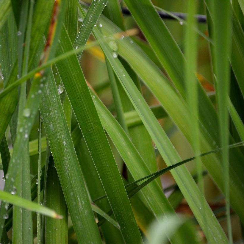 Iris sibirica Caesar's Brother (Folhagem)