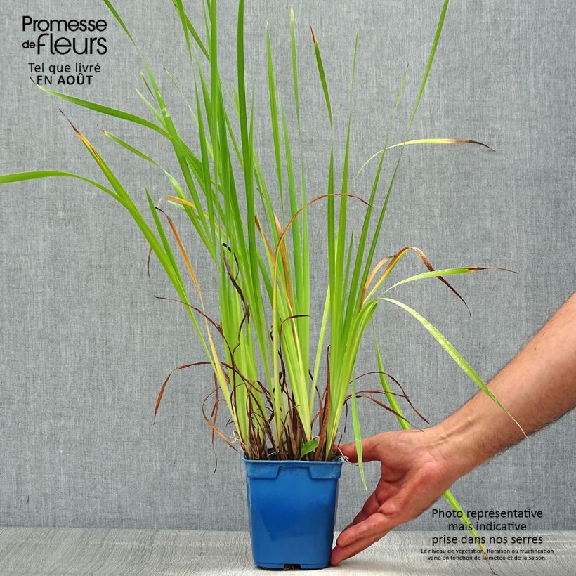 Amostra de Iris sibirica Caesar's Brother Vaso de 1 L/1,5 L tal como entregue no verão