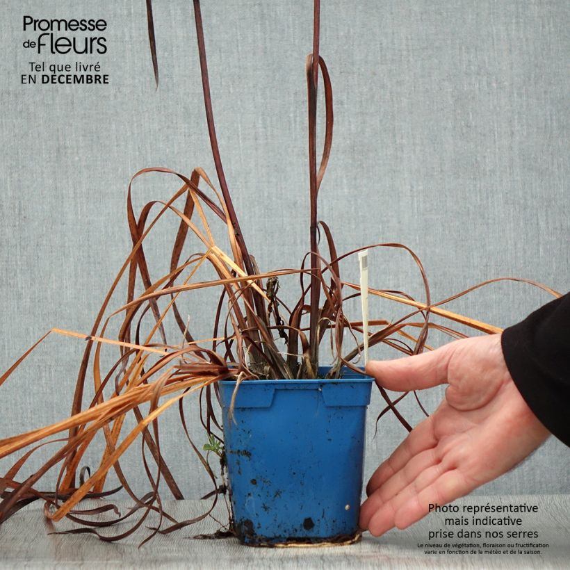 Amostra de Iris de Sibérie - Iris sibirica Caesar's Brother Vaso de 1 L/1,5 L tal como entregue no inverno