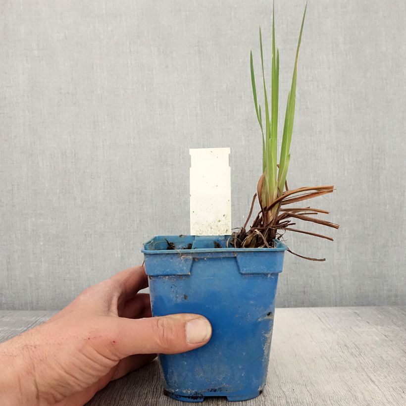 Amostra de Iris sibirica Caesar's Brother Vaso de 1 L/1,5 L tal como entregue na primavera