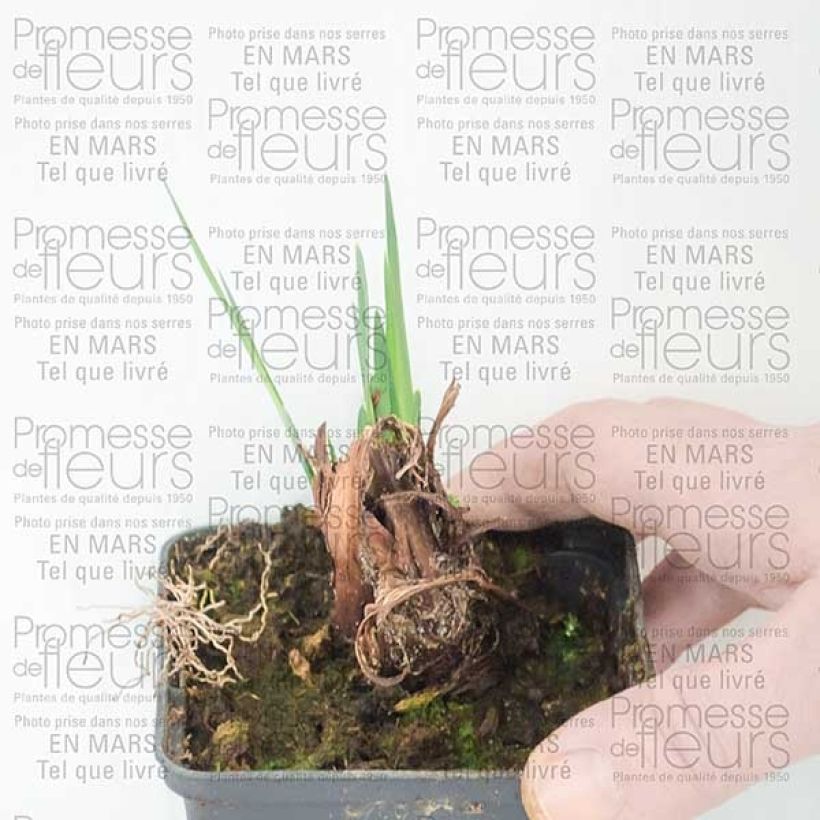 Exemplo de amostra de Iris de Sibérie - Iris sibirica Dear Delight Raízes nuas tal como entregue