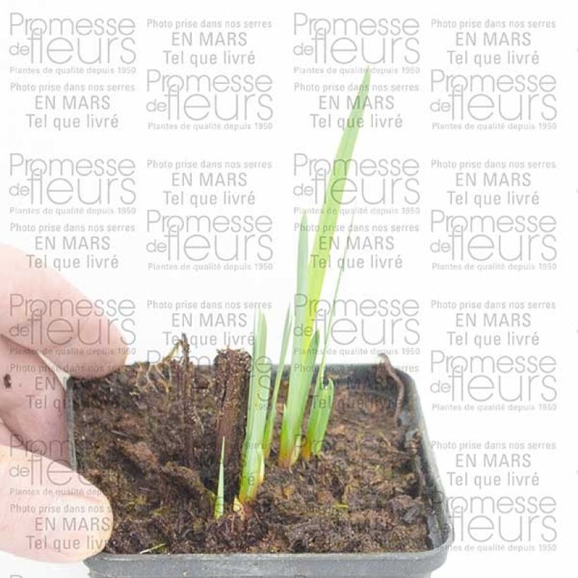 Exemplo de amostra de Iris de Sibérie - Iris sibirica Double Standard Raízes nuas tal como entregue