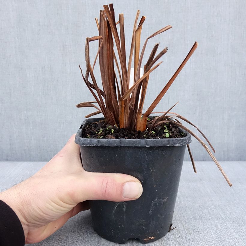 Amostra de Iris de Sibérie - Iris sibirica Double Standard Vaso de 1,5 L/2 L tal como entregue no inverno