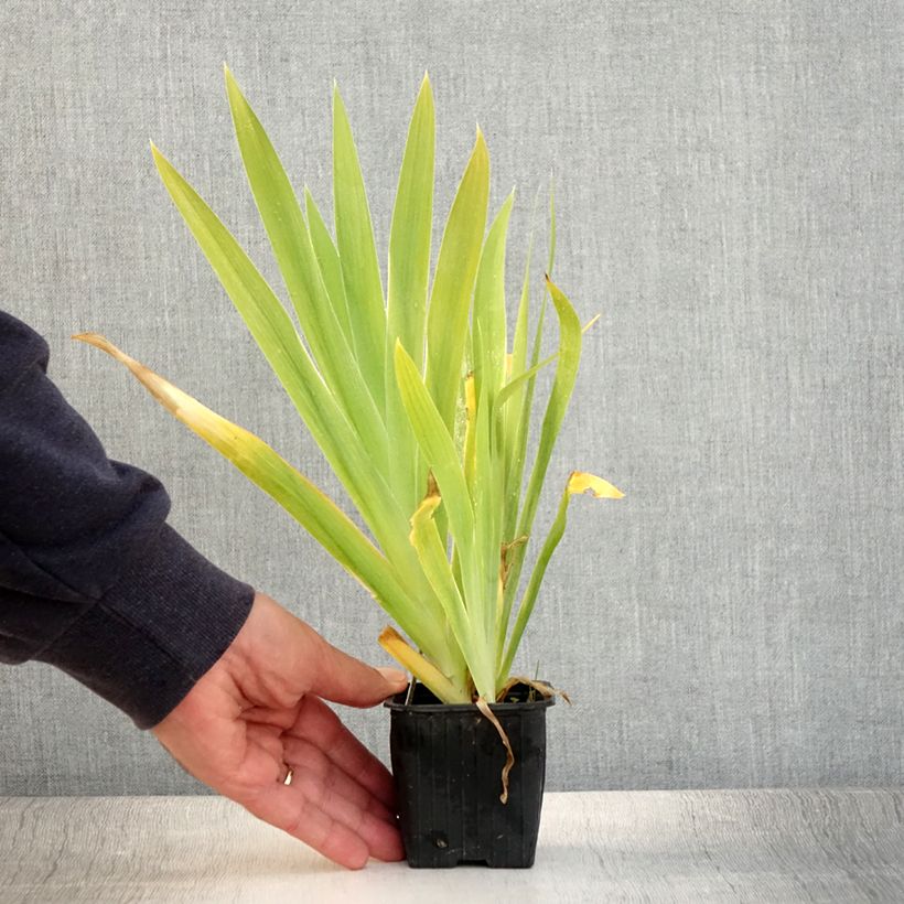 Amostra de Belamcanda chinensis Vaso de 8/9 cm tal como entregue no verão