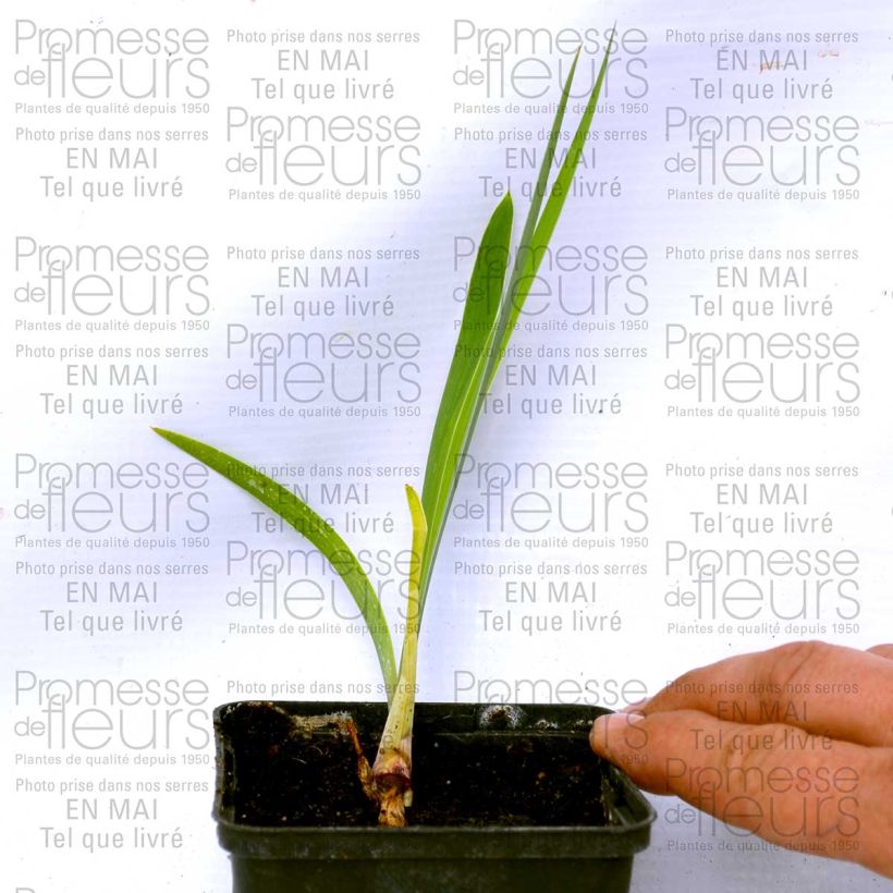 Exemplo de amostra de Iris germanica Donegal - Iris des Jardins intermédiaire. Vaso de 8/9 cm tal como entregue