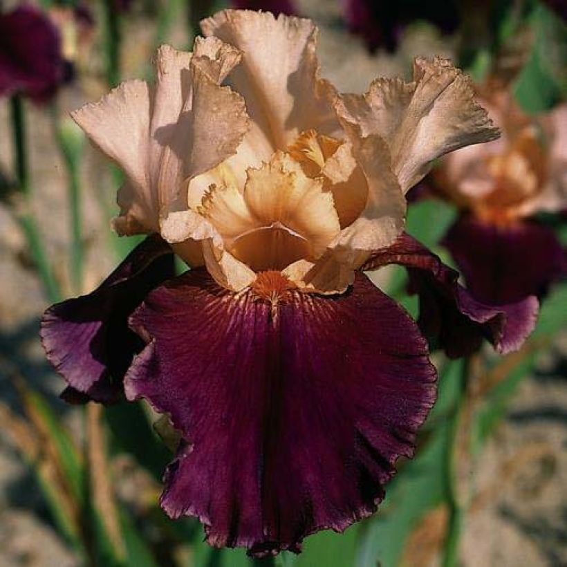 Iris germanica Double Espoir (Floração)