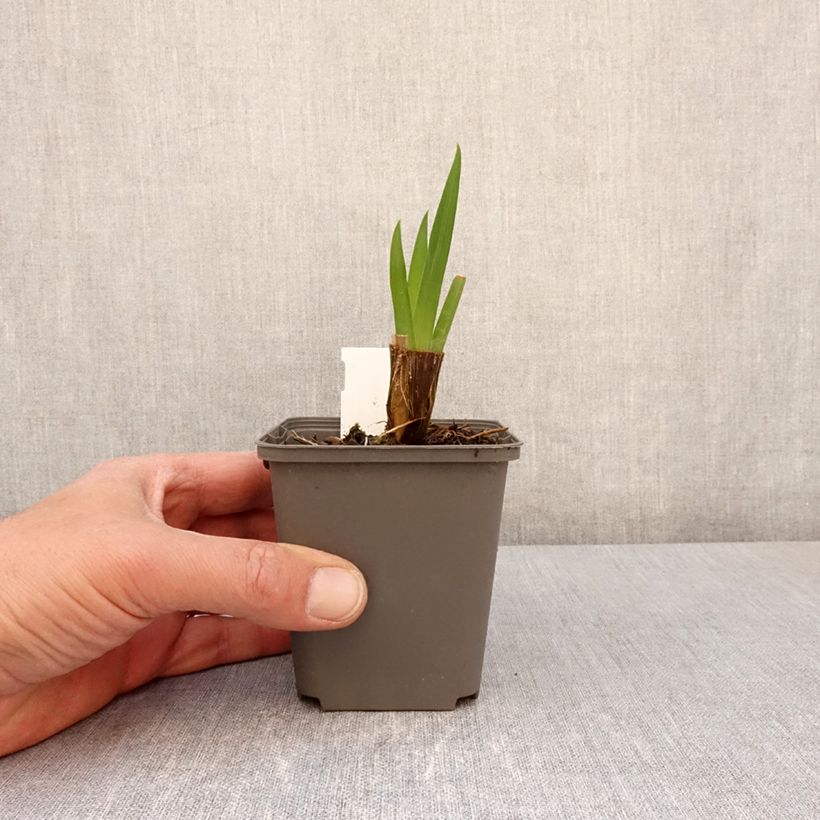 Amostra de Iris du Japon - Iris ensata Amethyst Vaso de 8/9 cm tal como entregue na primavera