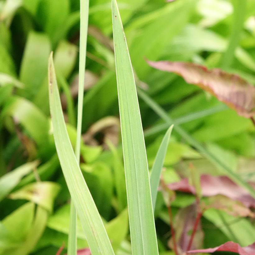 Iris ensata Sea of Amethyst (Folhagem)