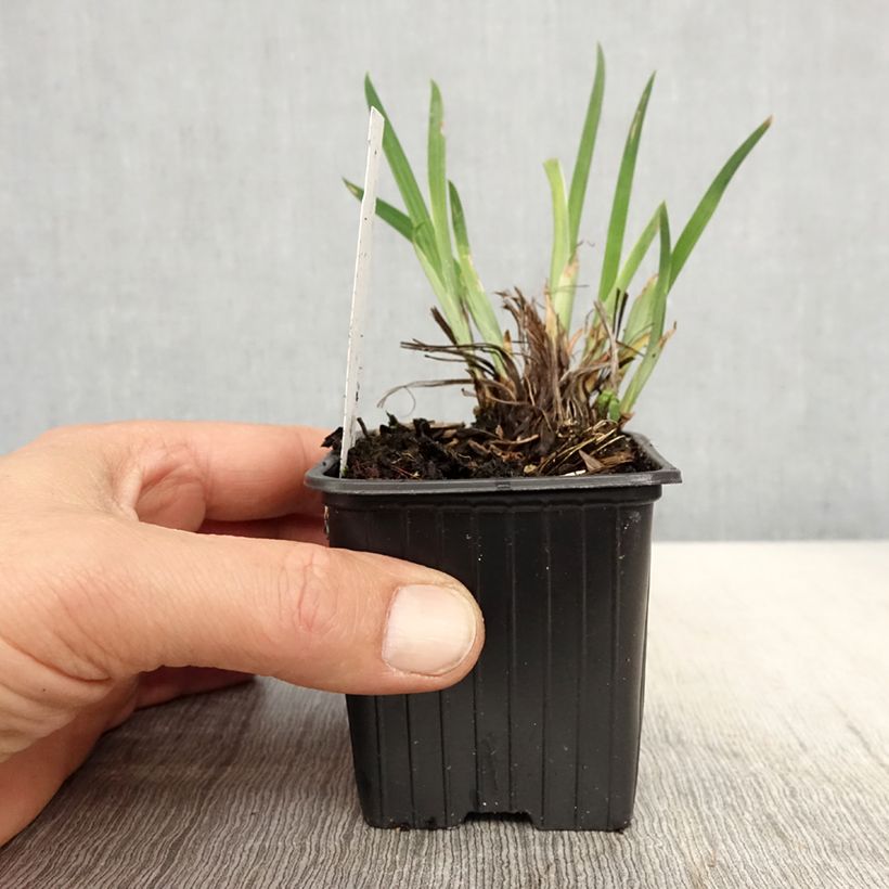 Amostra de Iris ensata Crystal Halo Vaso de 8/9 cm tal como entregue na primavera