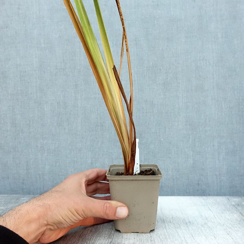 Amostra de Iris du Japon - Iris ensata Diamant Godet de 8/9 cm tal como entregue no outono
