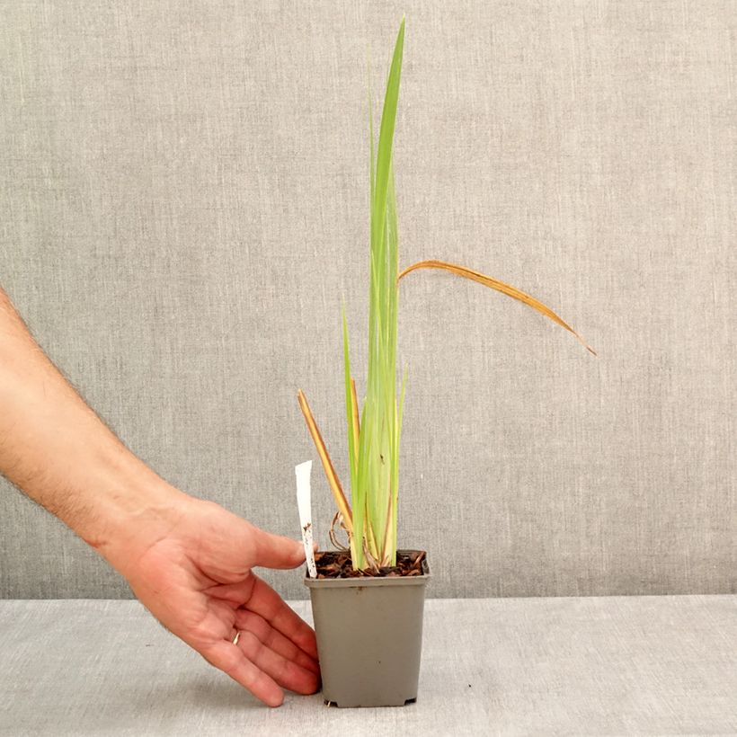 Amostra de Iris ensata Diamant Vaso de 8/9 cm tal como entregue no verão