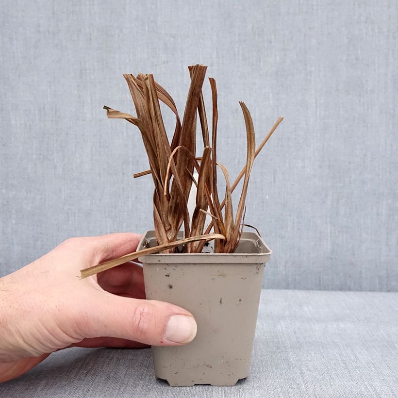 Amostra de Iris du Japon - Iris ensata Diamant Vaso de 8/9 cm tal como entregue no inverno