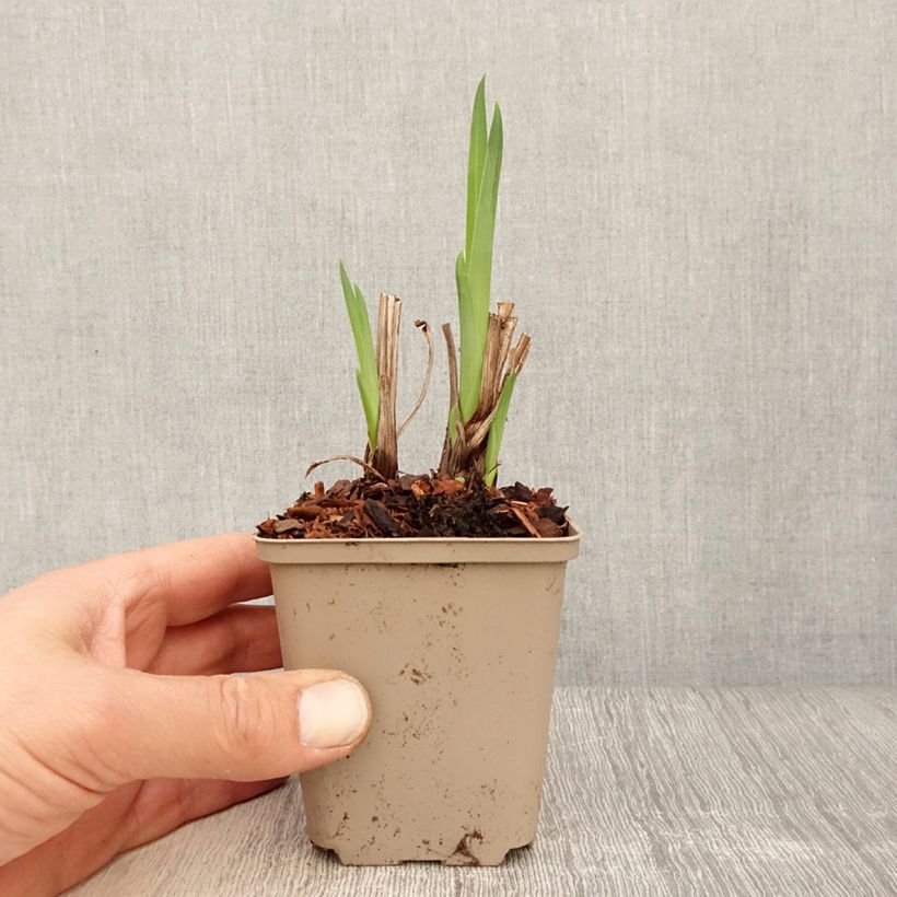 Amostra de Iris ensata Diamant Vaso de 8/9 cm tal como entregue na primavera