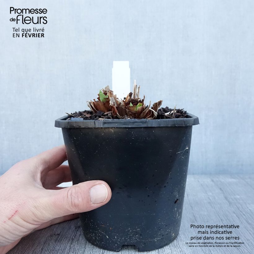 Amostra de Iris ensata Dinner Plate Blueberry Pie Vaso de 2 L/3 L tal como entregue no inverno