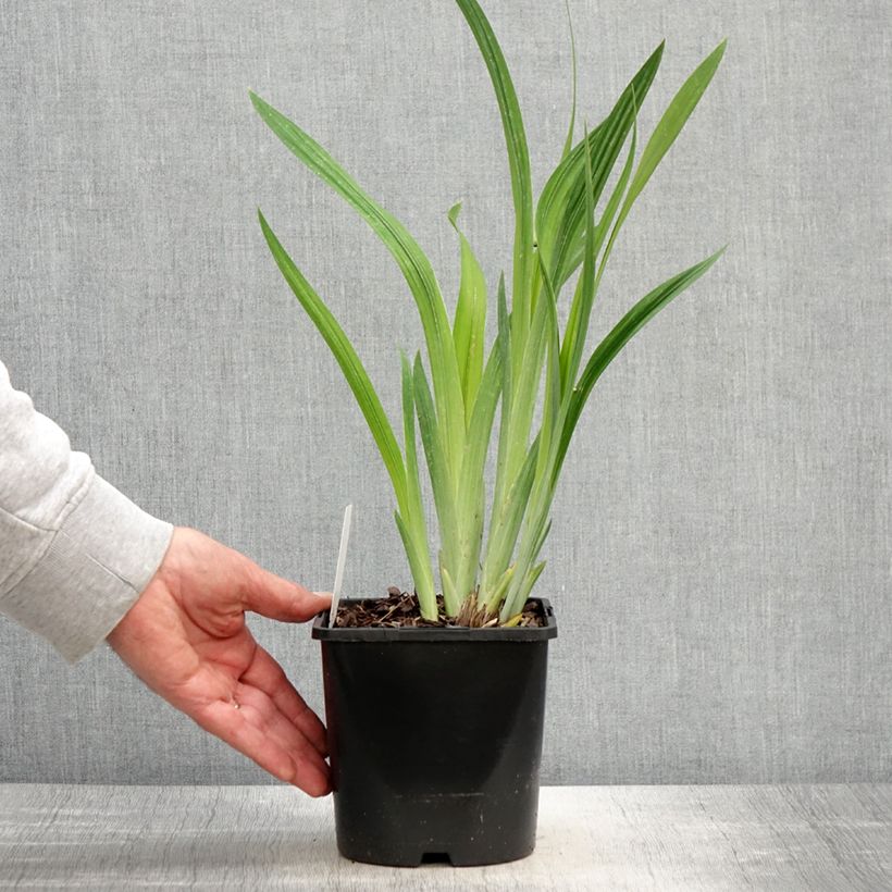 Amostra de Iris ensata Dinner Plate Blueberry Pie Vaso de 2 L/3 L tal como entregue na primavera