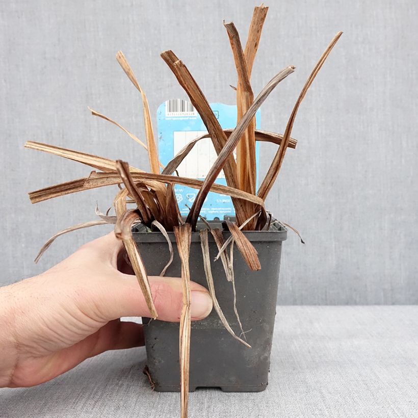 Amostra de Iris ensata Dinner Plate Cupcake Vaso de 8/9 cm tal como entregue no inverno