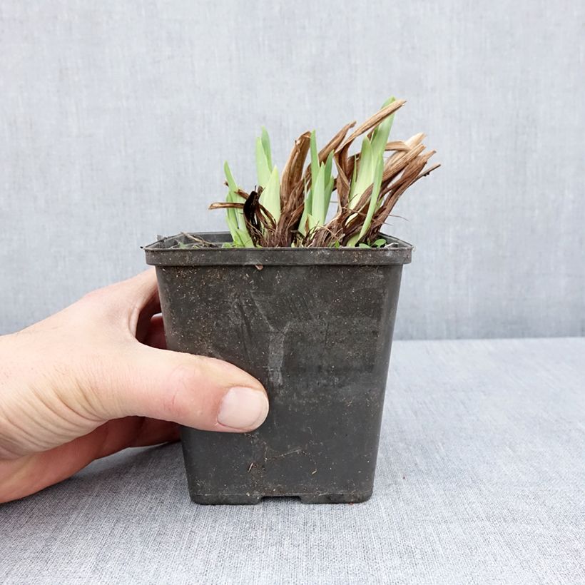 Amostra de Iris ensata Dinner Plate Cupcake Vaso de 8/9 cm tal como entregue na primavera