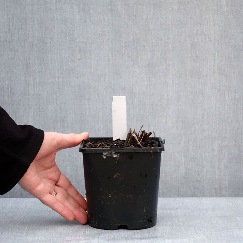 Amostra de Iris ensata Dinner Plate Cupcake Vaso de 2 L/3 L tal como entregue no inverno