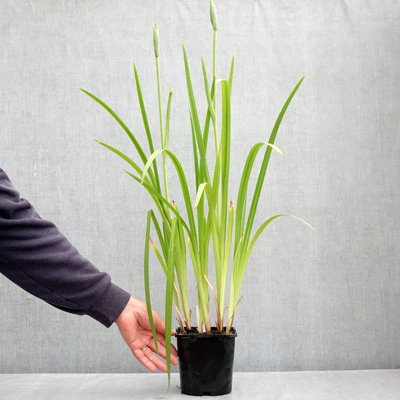 Amostra de Iris ensata Dinner Plate Cupcake Vaso de 2 L/3 L tal como entregue na primavera