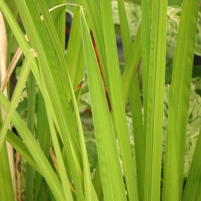 Iris ensata Dinner Plate Ice Cream (Folhagem)