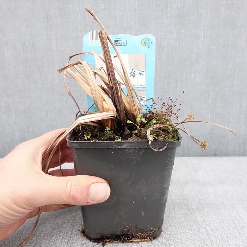 Amostra de Iris du Japon - Iris ensata Dinner Plate Ice Cream Godet de 8/9 cm tal como entregue no inverno