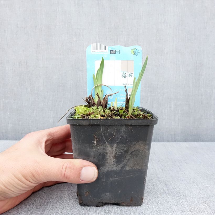 Amostra de Iris ensata Dinner Plate Ice Cream Vaso de 8/9 cm tal como entregue na primavera