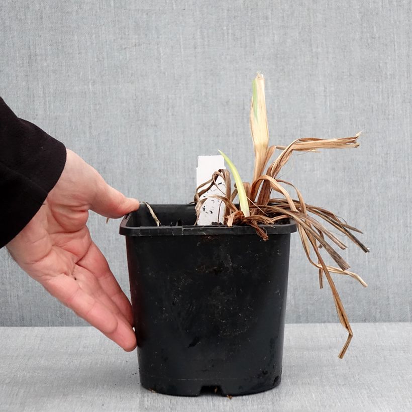 Amostra de Iris du Japon - Iris ensata Dinner Plate Ice Cream Pot de 2L/3L tal como entregue no inverno