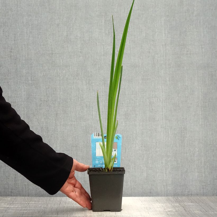 Amostra de Iris ensata Dinner Plate Jell Vaso de 1 L/1,5 L tal como entregue na primavera