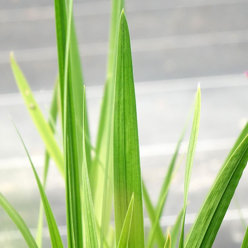 Iris ensata Dinner Plate Jell (Folhagem)
