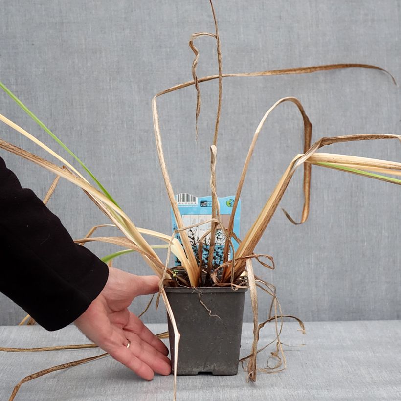 Amostra de Iris du Japon - Iris ensata Dinner Plate Jell-O Pot de 1L/1,5L tal como entregue no inverno